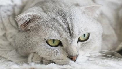 开云全站下载-赛事转播技术升级，虚拟现实带来沉浸式体验，转播赛事可以收费吗